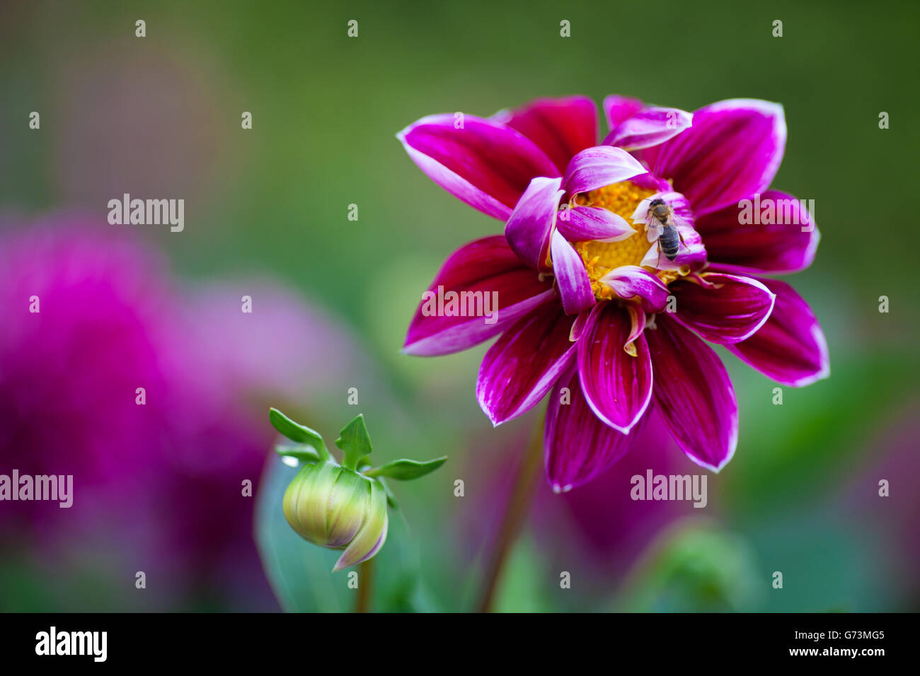 Dahlia rose fleur en pleine floraison libre Banque D'Images