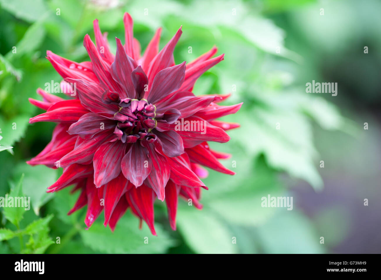 Dahlia fleur rouge en pleine floraison jardin libre Banque D'Images Dahlia fleur rouge en pleine floraison jardin libre Banque D'Images