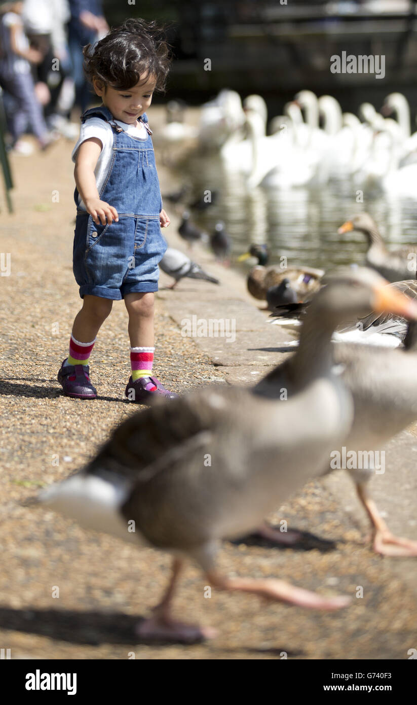 EVA Solanki, 2 ans, joue avec les cygnes et les canards au lac Serpentine de Hyde Park, dans le centre de Londres. Banque D'Images