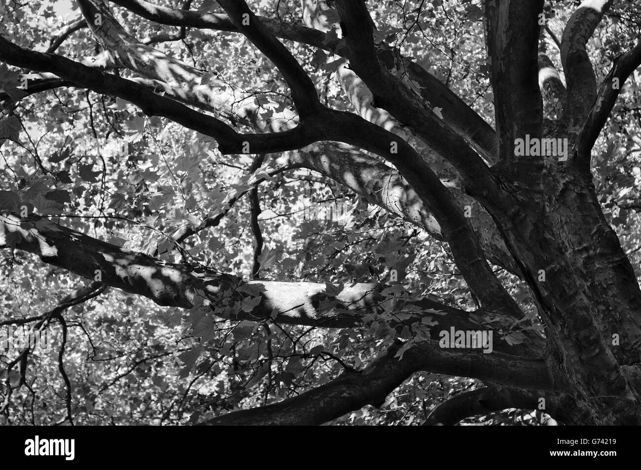 Image noir et blanc d'un grand arbre Banque D'Images
