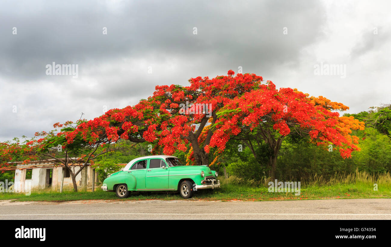 Un Flamboyant ou Flame Tree (Delonix regia, Royal Poinciana) en pleine fleurs rouges et vert 1950 American Classic car, Cuba rural Banque D'Images