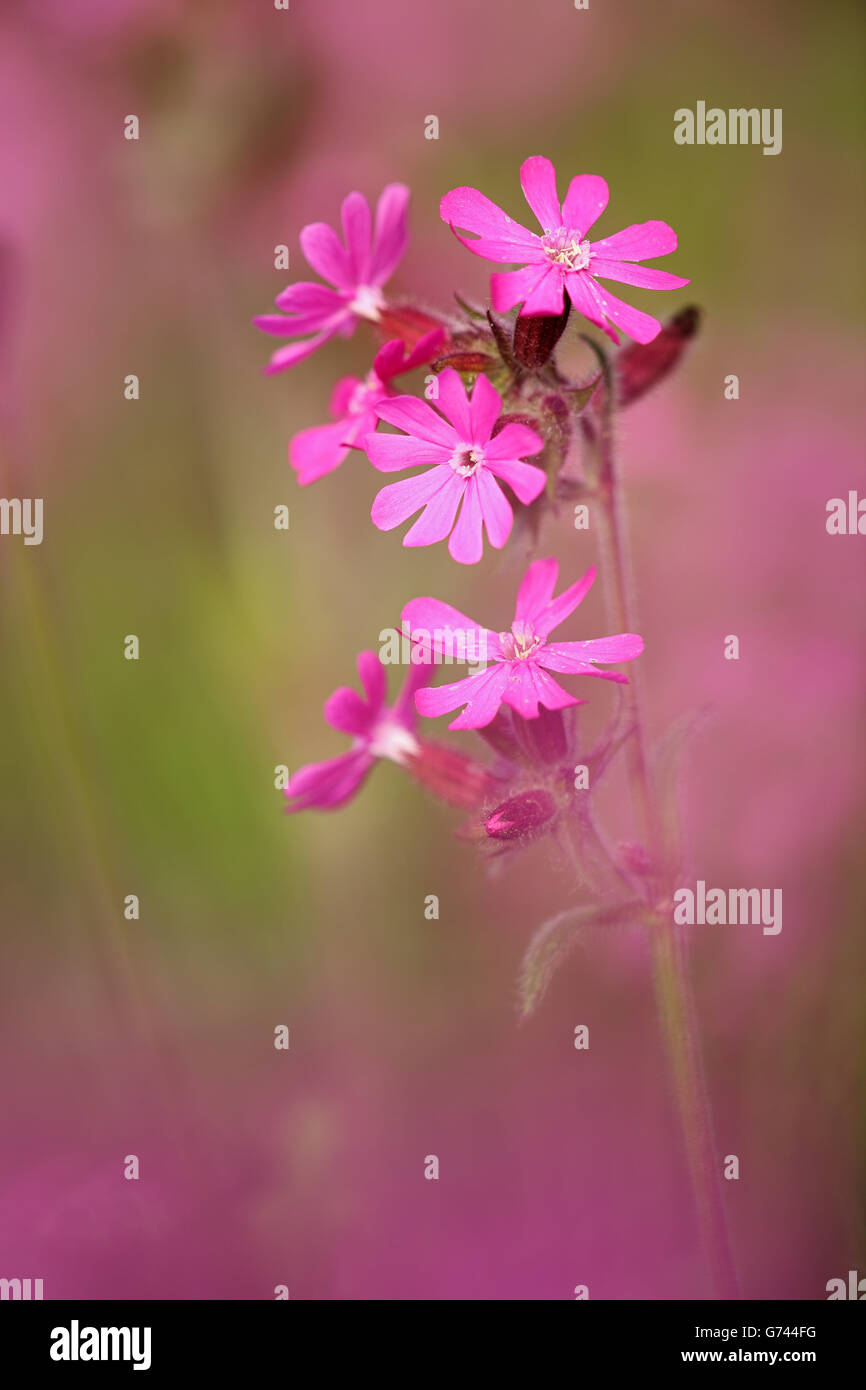 Campion, rouge (Silene dioica), Bade-Wurtemberg, Allemagne Banque D'Images
