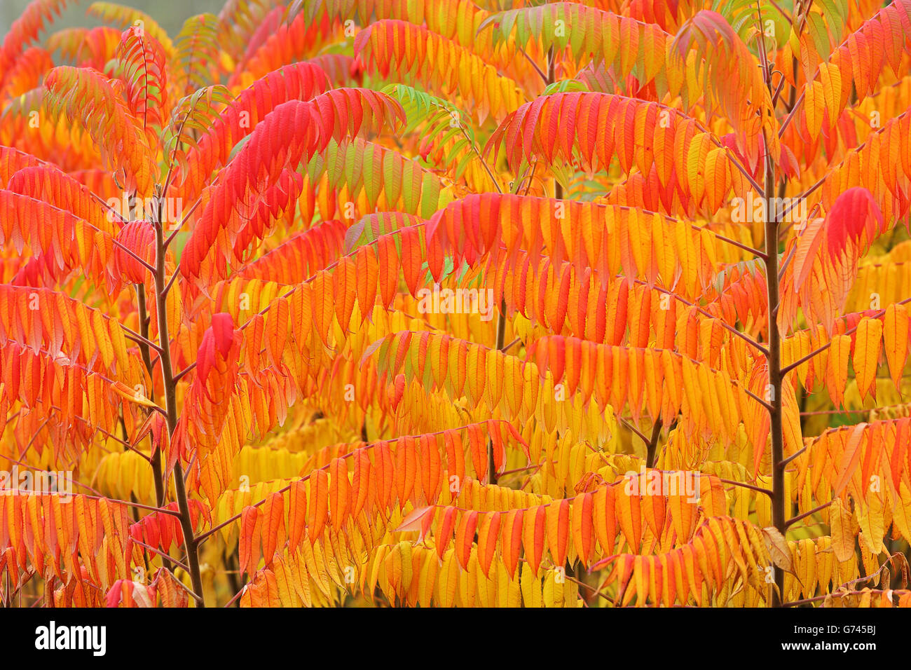 Allemagne, vinaigrier (Rhus typhina) Banque D'Images