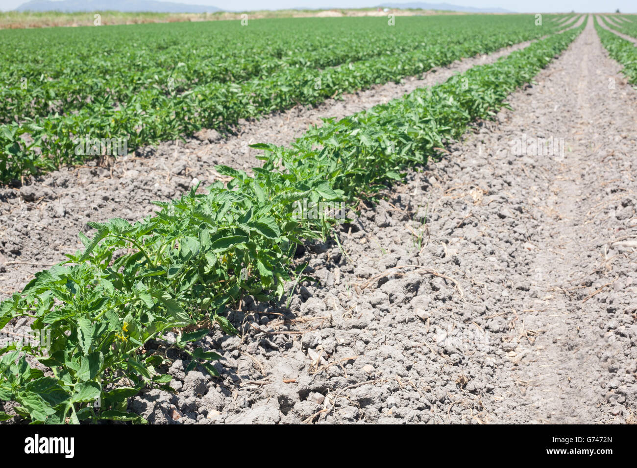 Sillons de jeunes plants de tomates à Vegas Altas del Guadiana, Espagne Banque D'Images