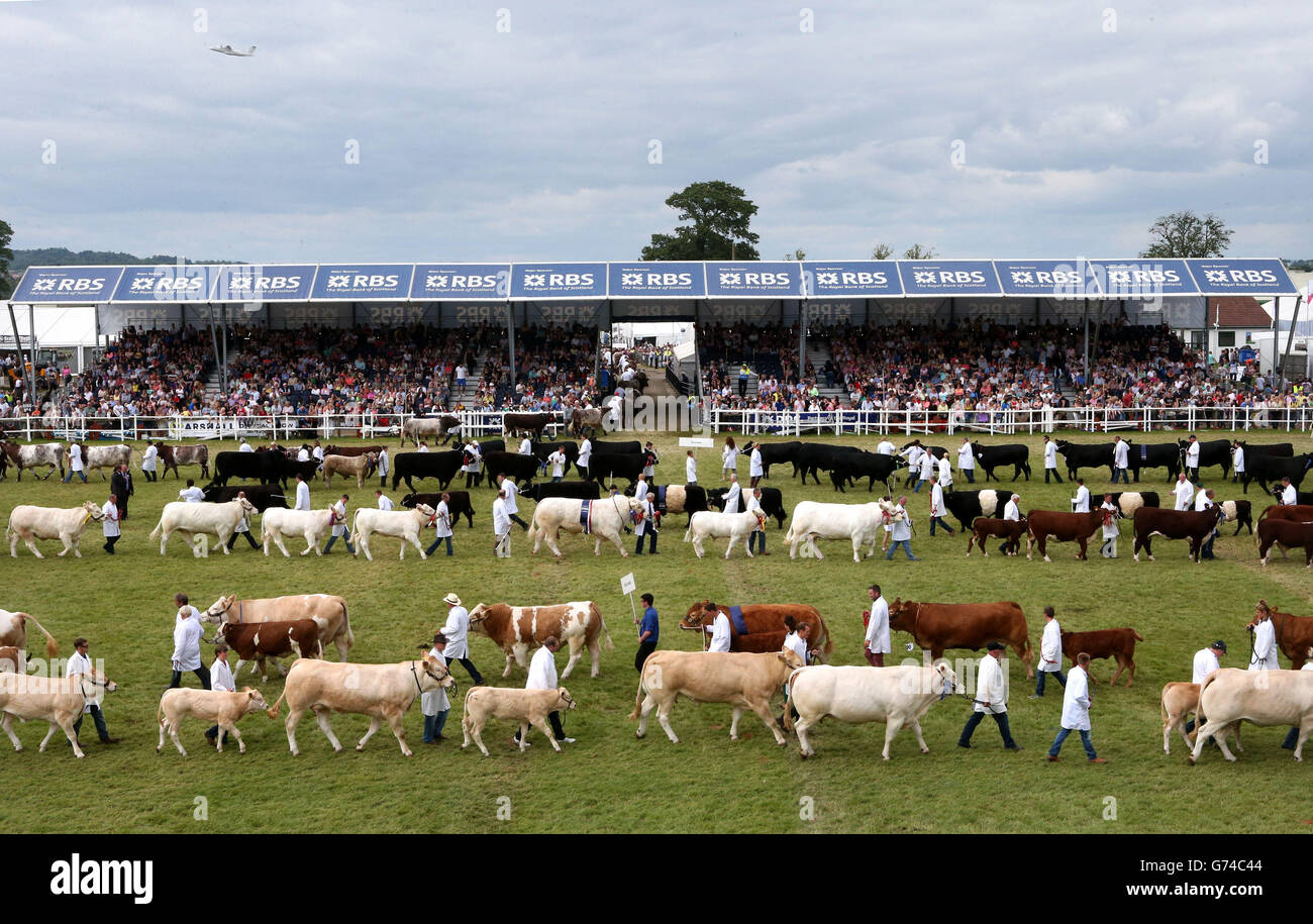 Les bovins primés sont perlés à travers l'anneau principal du Royal Highland Show à Édimbourg. Banque D'Images