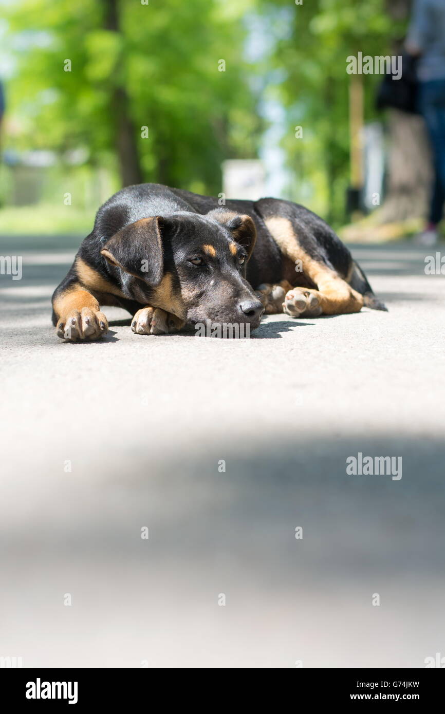 Seul un chien errant noir couché dans le parc Banque D'Images