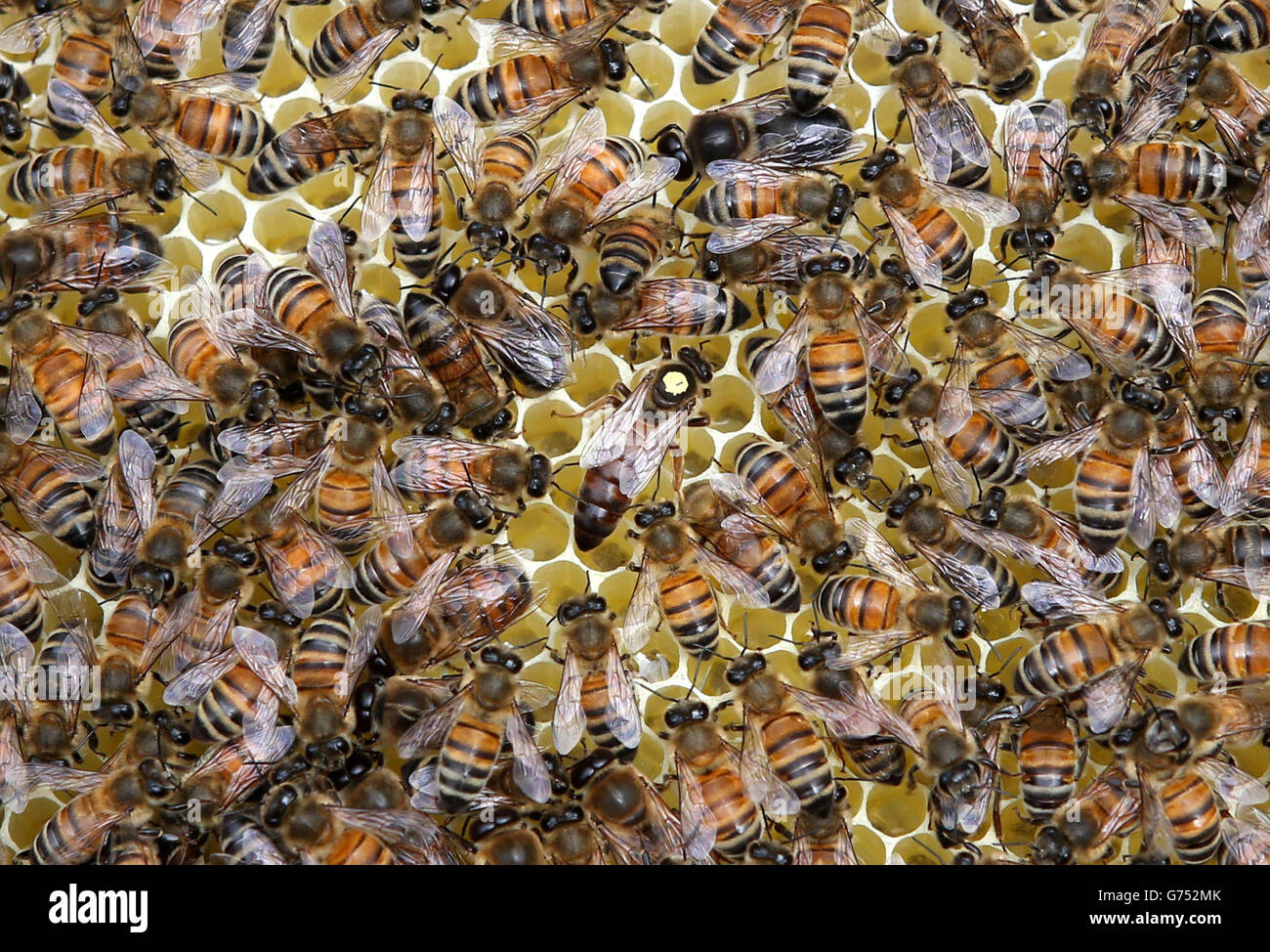 Le Parlement écossais d'abeilles Banque D'Images
