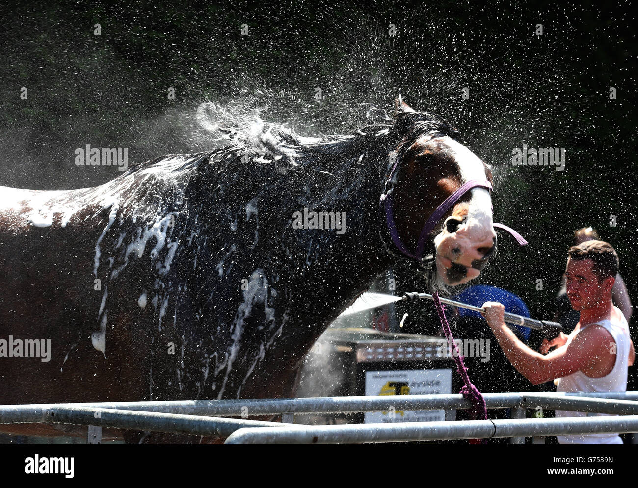 Liam Quinn, de Stonehouse, lave son cheval de Shire Lightning, devant le Royal Highland Show à Édimbourg qui commence demain et se déroule jusqu'au dimanche. Banque D'Images