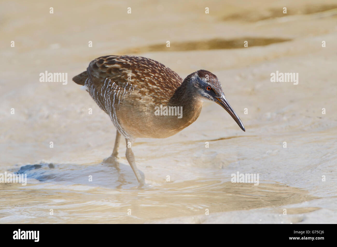 Râle gris (Rallus crepitans) Balade dans le marais de marée , Bolivar Peninsula, Texas, États-Unis Banque D'Images