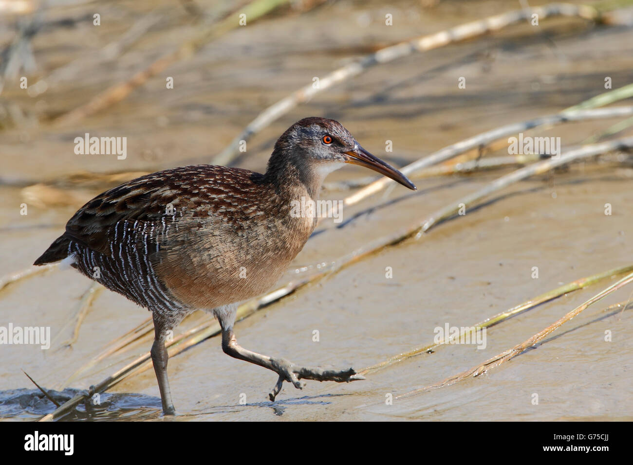 Râle gris (Rallus crepitans) Balade dans le marais de marée , Bolivar Peninsula, Texas, États-Unis Banque D'Images