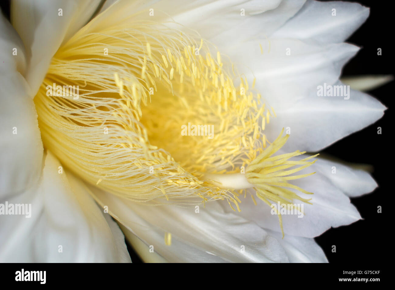 Hylocereus undatus, exotique blanc Fleur de cactus fleur, fruit du dragon nuit botanique fleur Fine art Photography Banque D'Images