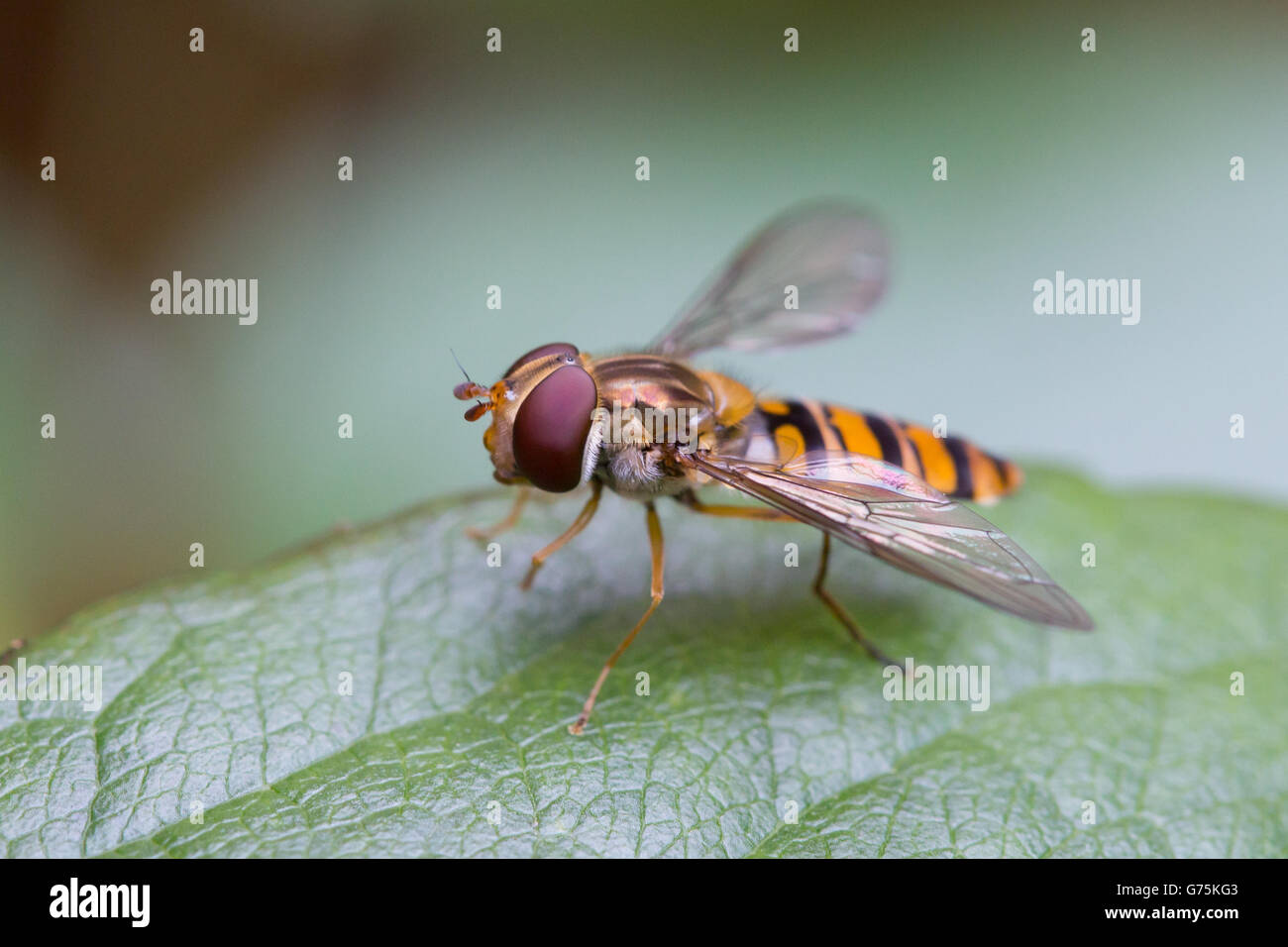 Libre de hoverfly, syrphe Syrphidae (ou famille) sur une feuille verte. Banque D'Images