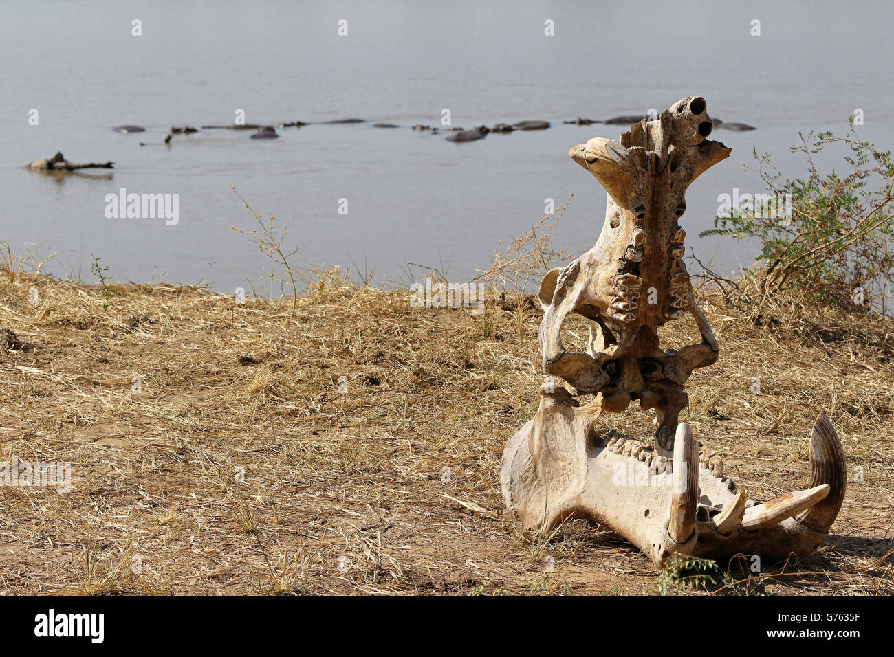 Flusspferd, (Hippopotamus amphibius), Schaedelknochen, South Luangwa National Park, États-Unis, Afrika Banque D'Images