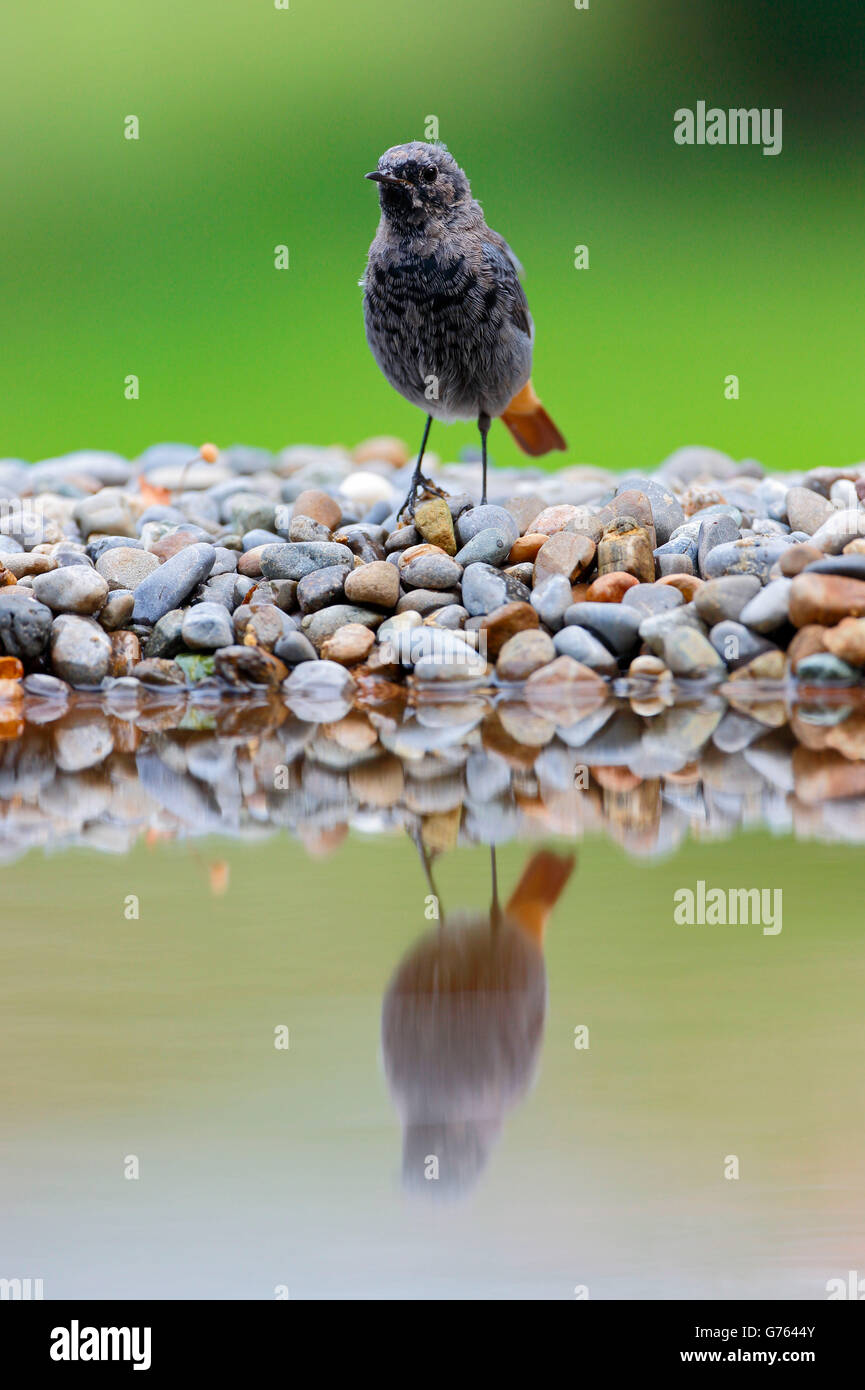 Rougequeue noir, Baden-Wurttemberg, Allemagne / (Phoenicurus ochruros) Banque D'Images