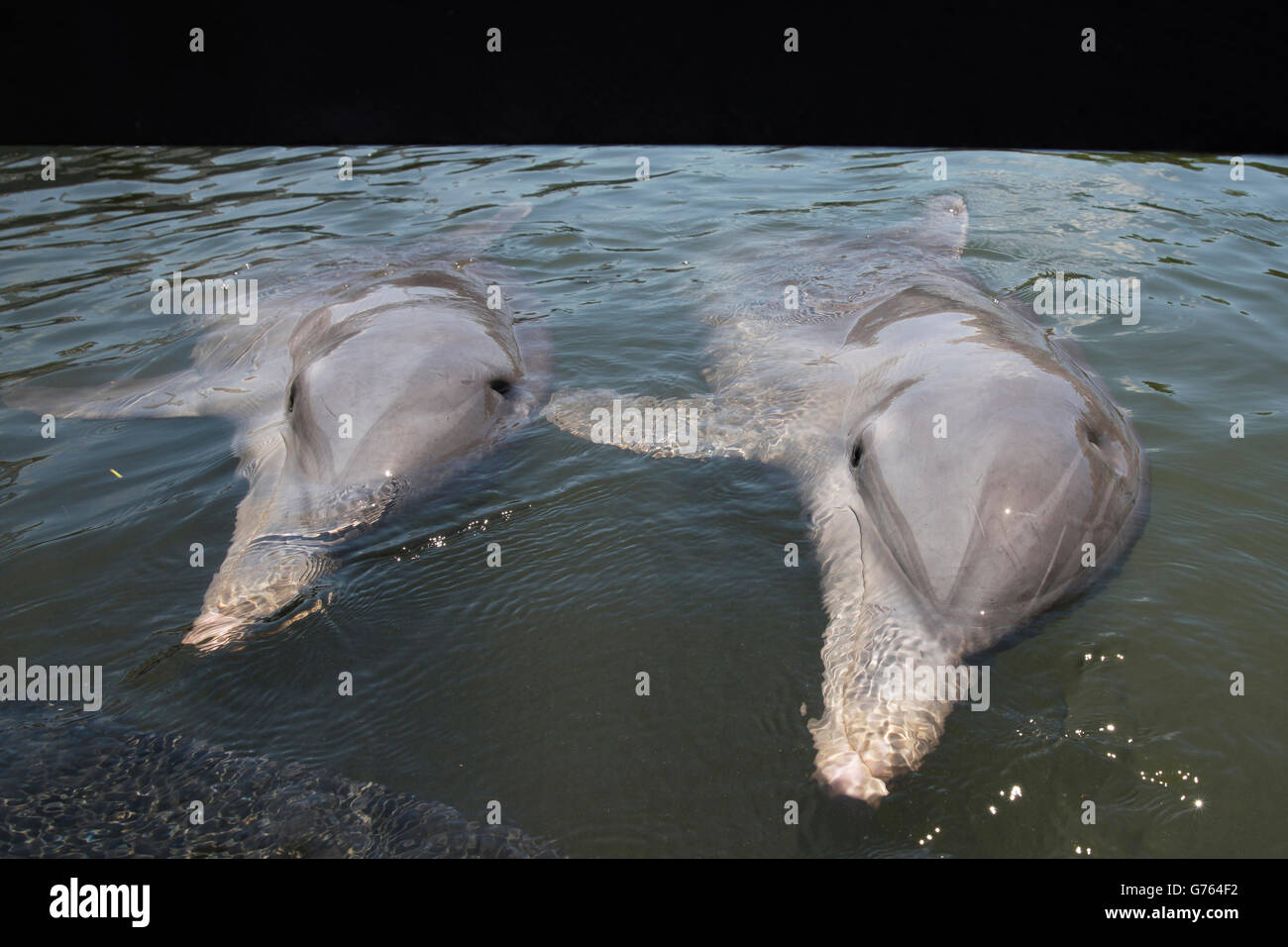 Portrait de dauphins à un spectacle de dauphins à Varadero, Cuba Banque D'Images