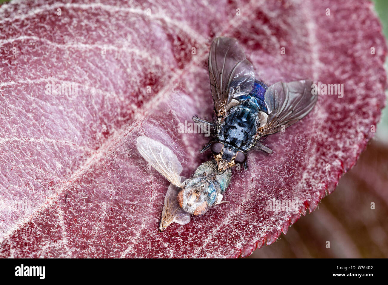 Plan macro sur une bouteille bleue voler avec les yeux et les traits du visage de manger un insecte mort sur une plante. Banque D'Images