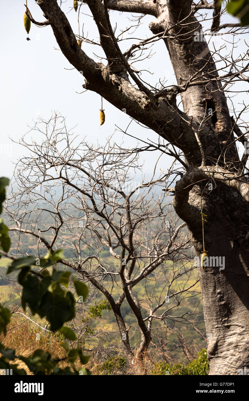 Arbre à pain, Artocarpus altilis, Burkina Faso. Afrique du Sud Photo ...
