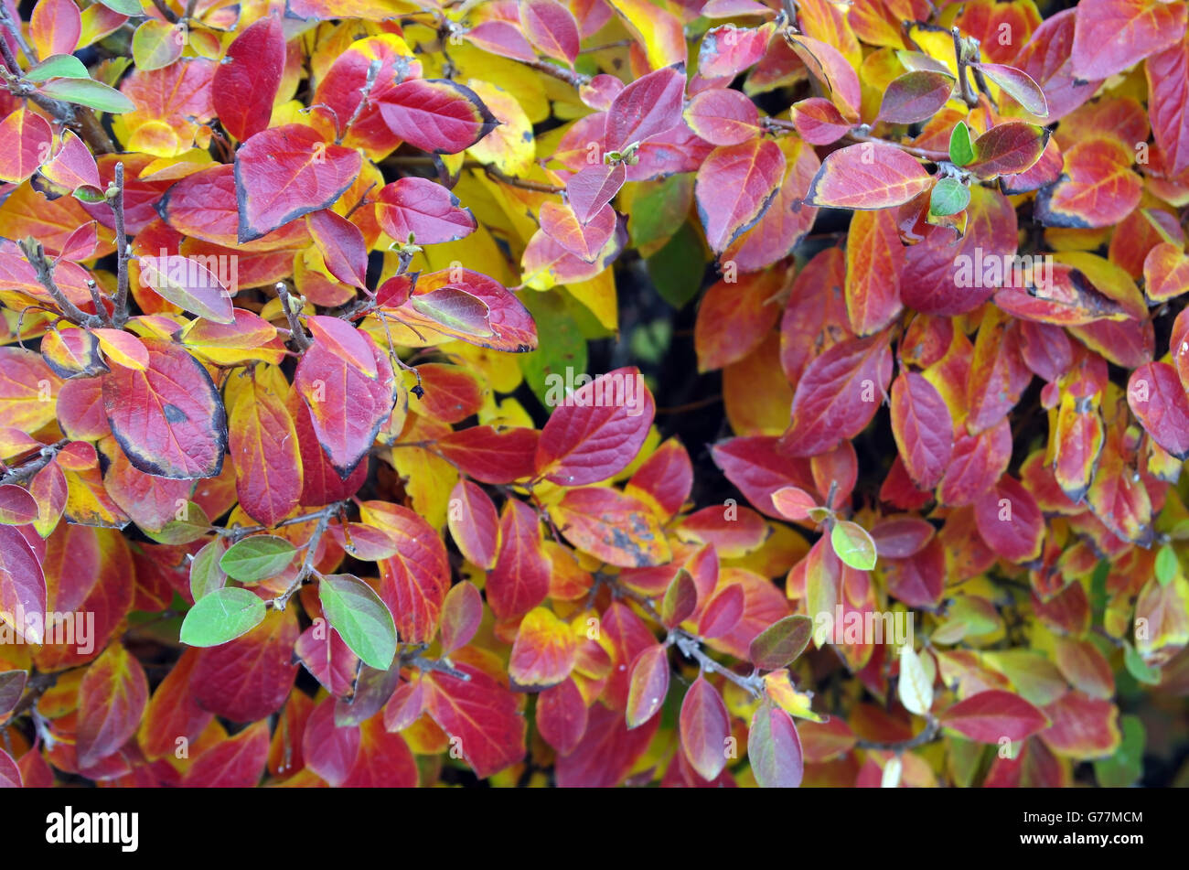 Arrière-plan de couleur rouge vif et jaune feuilles d'un buisson close-up avec une faible profondeur de champ. Selective focus sur avant les feuilles. Banque D'Images