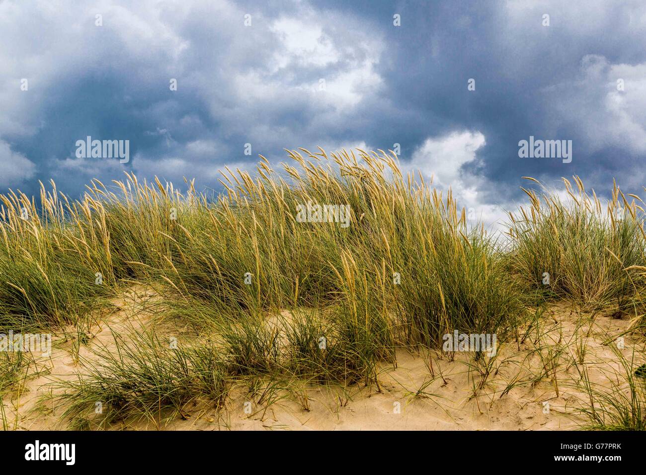 La protection des côtes à l'aide de graminées sur les sentiers côtiers sur les dunes de sable de plage de Crantock, Newquay, Cornwall, UK Banque D'Images
