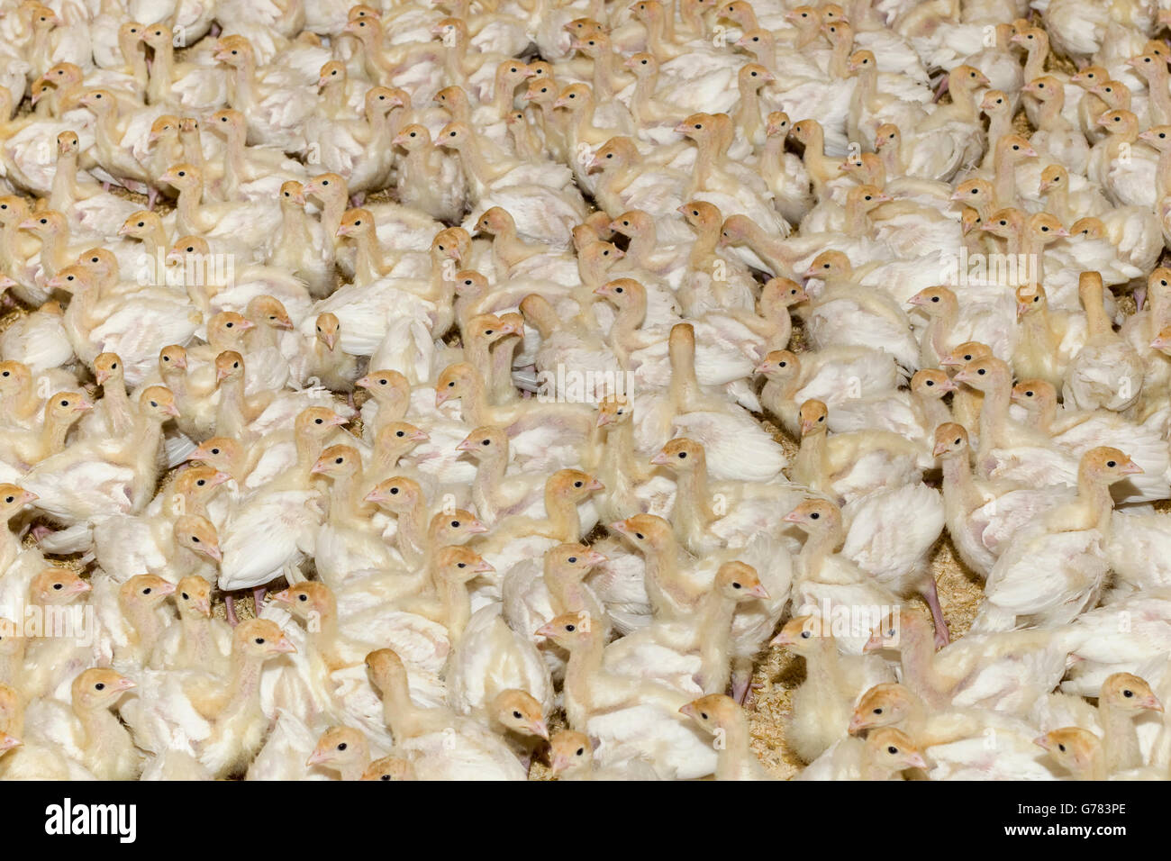 Ferme de petits poussins Turquie blanc Banque D'Images