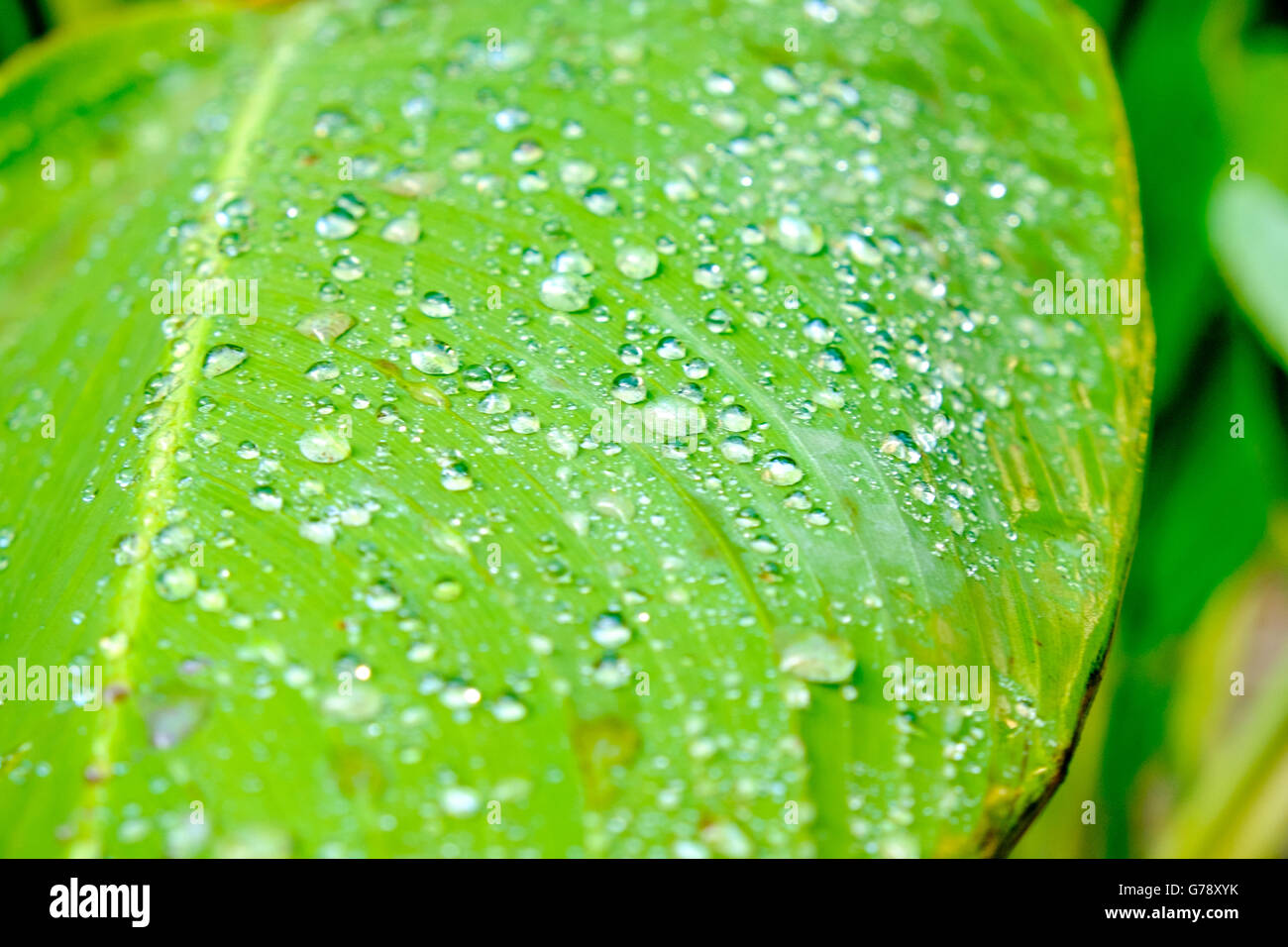 Gouttes de pluie sur feuille de bananier Banque D'Images