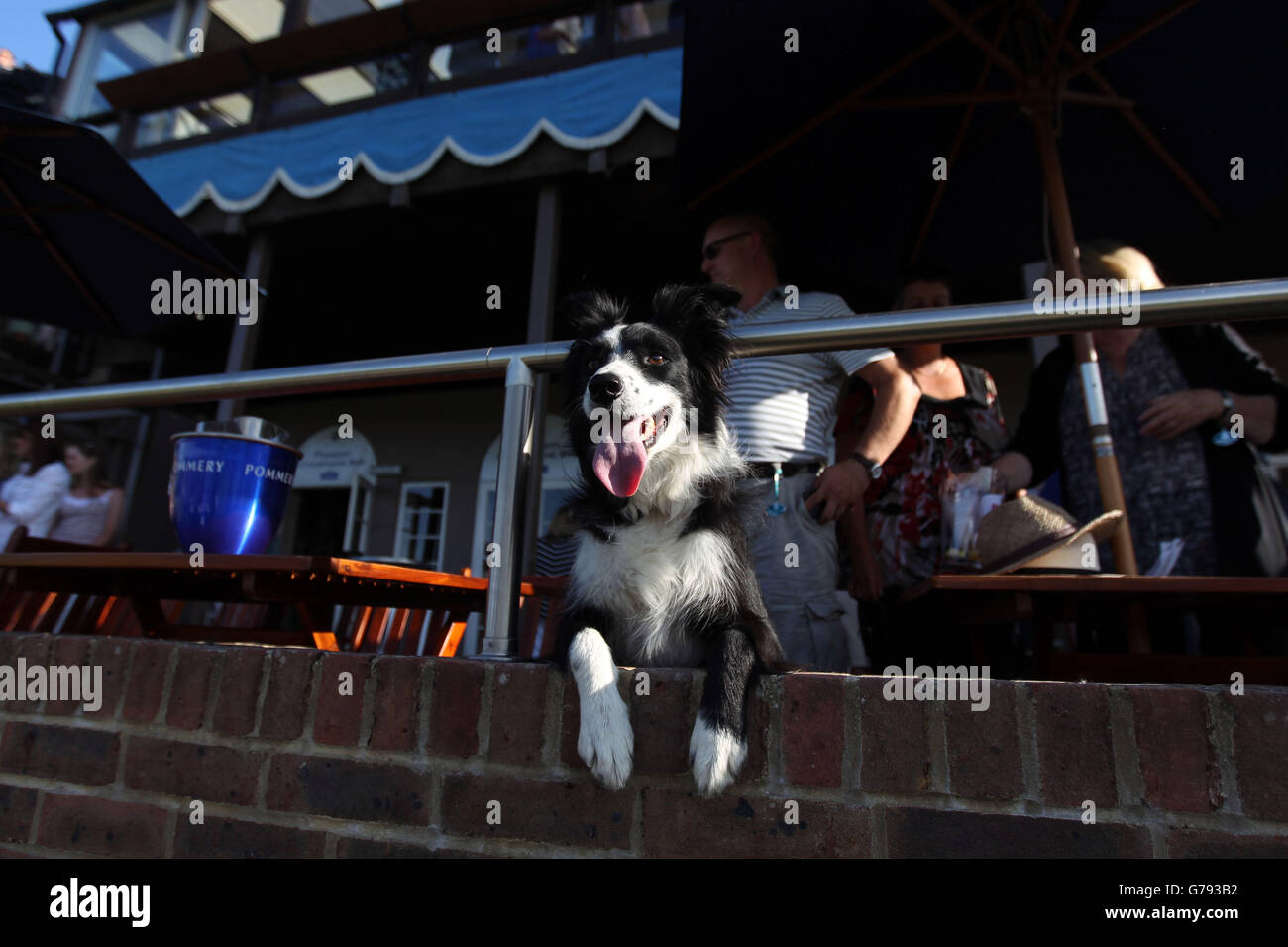 Un chien regarde la coupe d'or Longines King George V pendant le sixième jour du spectacle équestre international Longines Royal à Hickstead. Banque D'Images