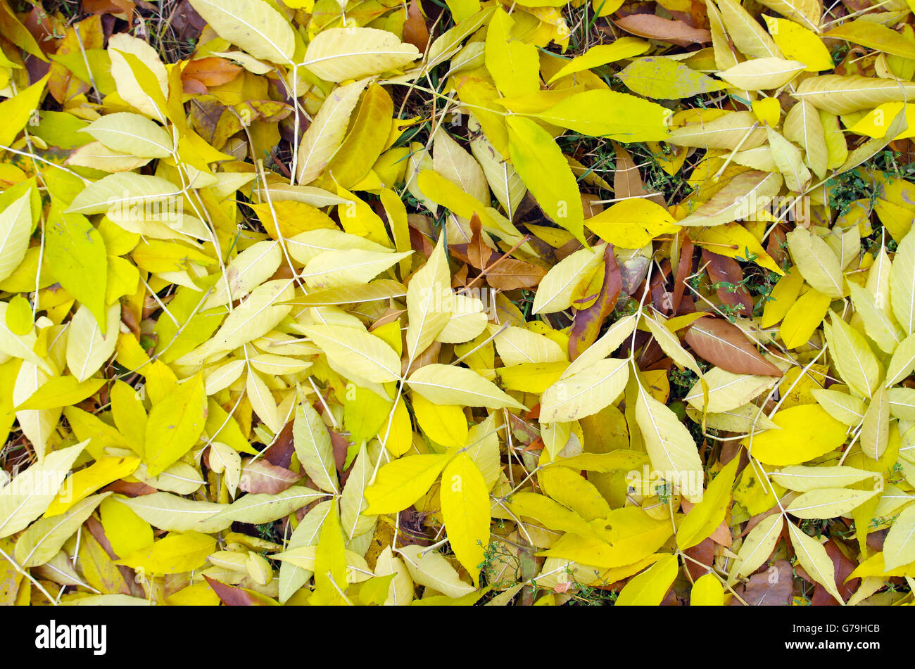 Vue de dessus d'un fond de feuilles d'automne jaune frêne qui couvrent complètement la surface de la pelouse. Banque D'Images