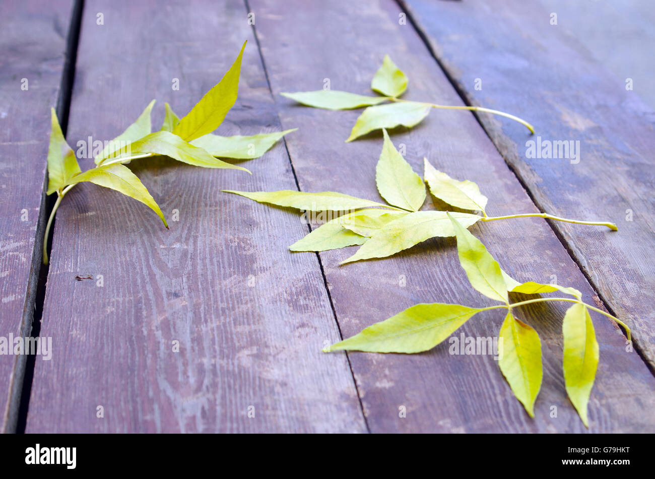 Selective focus sur les feuilles d'automne jaune frêne qui est tombée sur la vieille table marron faite de planches de bois. Banque D'Images