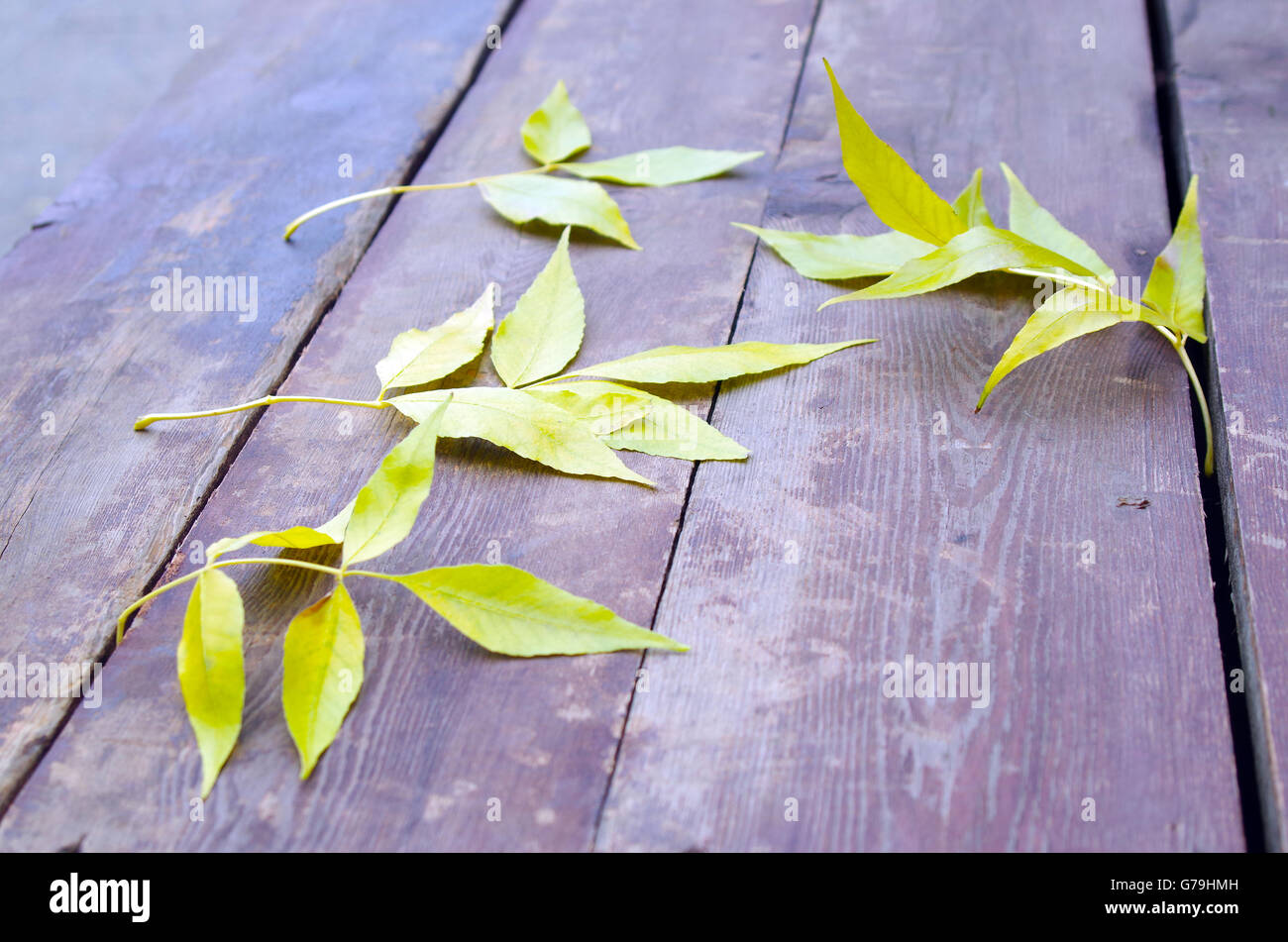 Selective focus sur les feuilles d'automne jaune frêne libre, qui est tombé sur la table d'une vieille planches en bois brun. Banque D'Images