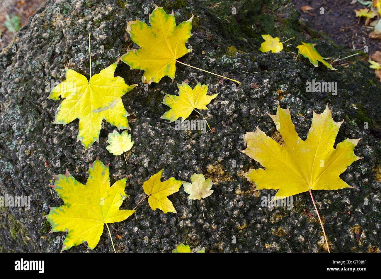 Plusieurs grands et petits l'automne jaune feuilles d'érable se situent sur une grande vieille pierre avec mousse. Banque D'Images