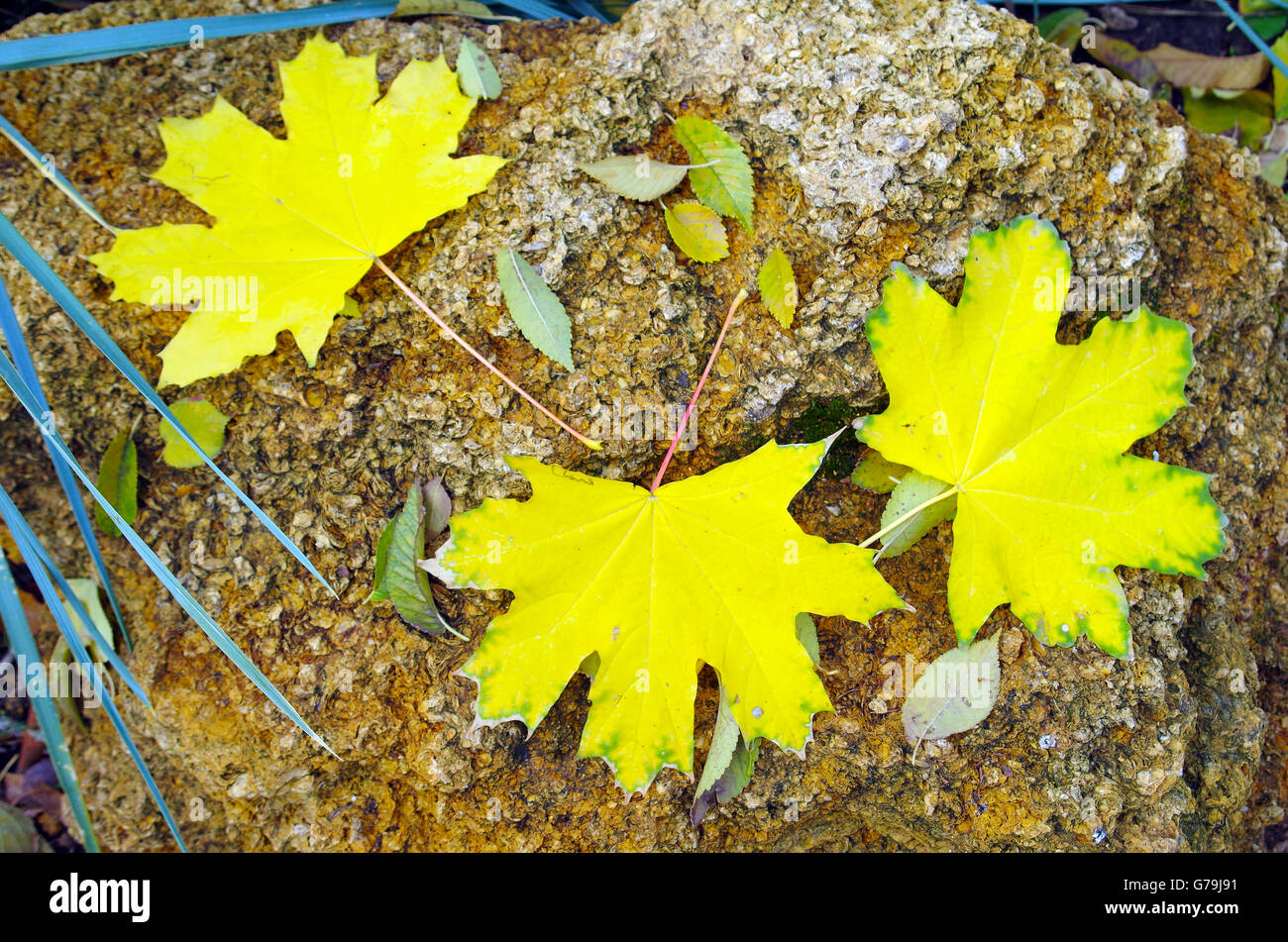 Vue de dessus de plusieurs grandes et petites feuilles d'automne jaune se situent sur une grosse pierre à chaux dans le parc. Focus sélectif. Banque D'Images