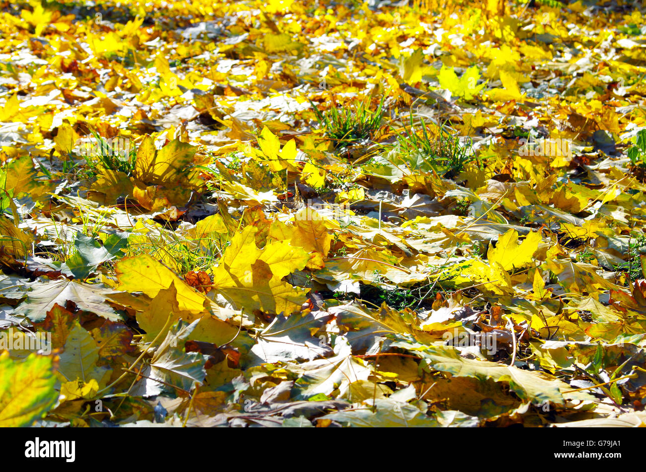 Selective focus sur les feuilles d'érable jaune sur la pelouse libre avec arrière-plan flou avec réflexions du soleil Banque D'Images