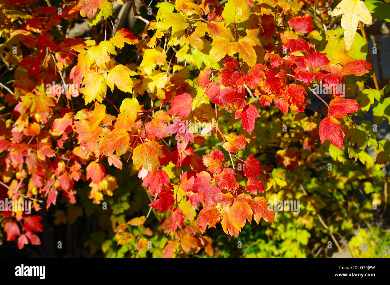 Arrière-plan de couleur rouge et jaune feuilles d'érable, illuminée par le soleil d'automne lumineux. Focus sélectif et un arrière-plan flou Banque D'Images