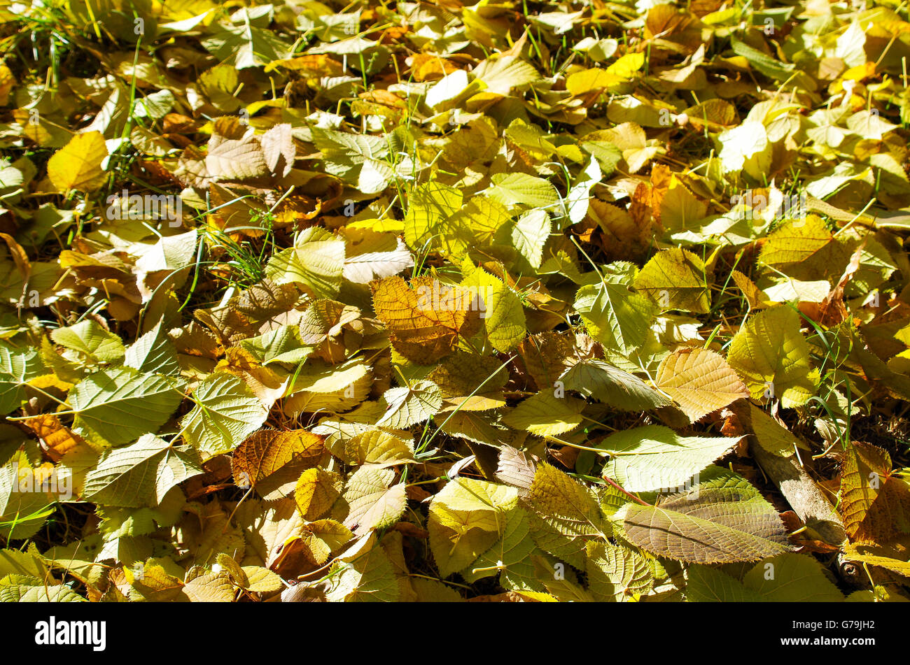 L'automne les feuilles tombées sur la pelouse linden libre avec un arrière-plan et mise au point sélective. Banque D'Images