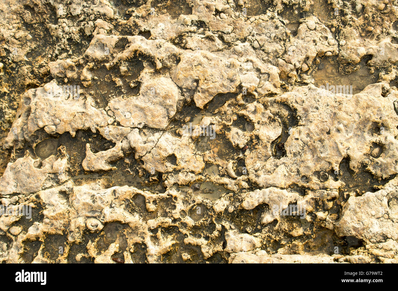 Vue de dessus de l'arrière-plan naturel de calcaire jaune avec la surface bosselée avec des creux formés sont lissées par la mer wav Banque D'Images