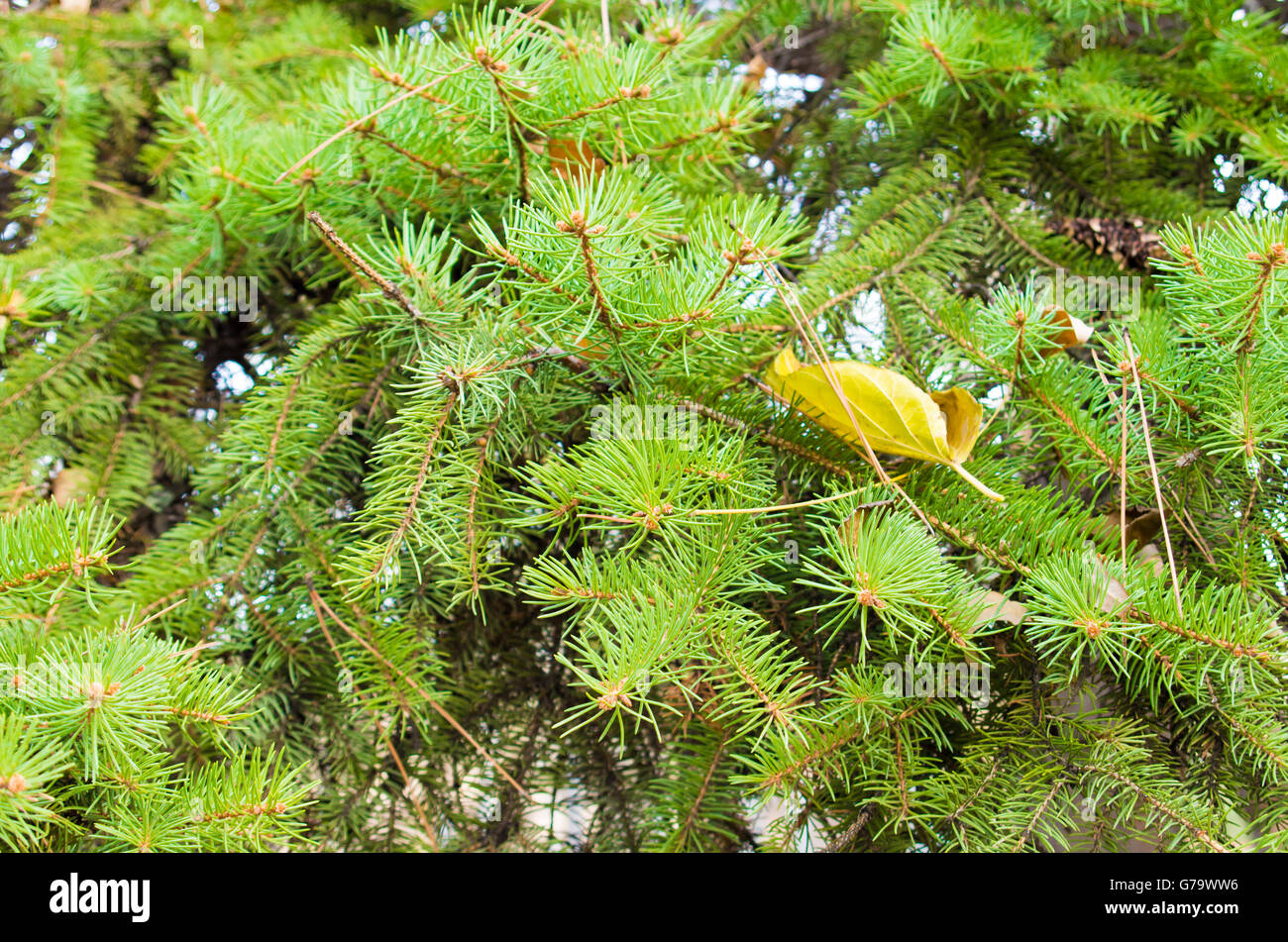 Soft image d'un sapin vert avec les aiguilles des branches d'un gros plan des feuilles d'automne jaune avec une faible profondeur de champ Banque D'Images
