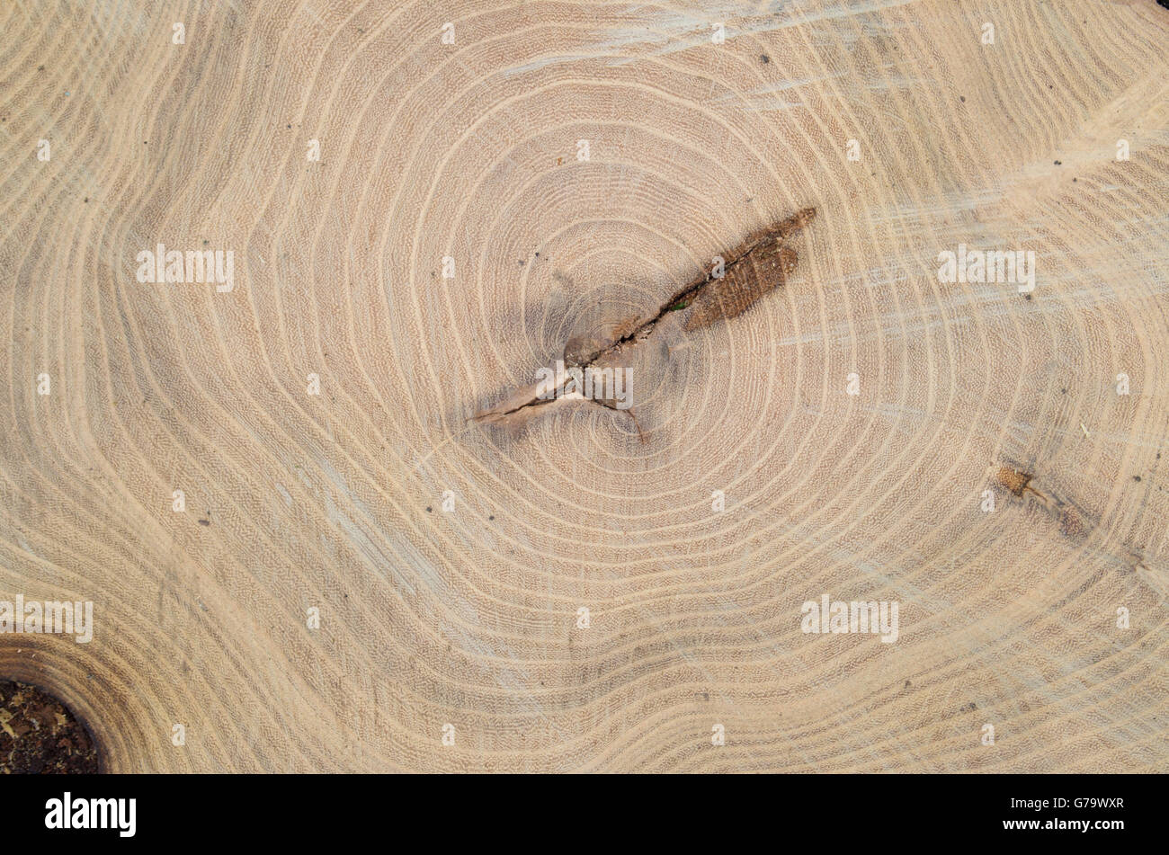 Vue de dessus les anneaux d'un arbre abattu maple pour l'utiliser comme arrière-plan gros plan Banque D'Images