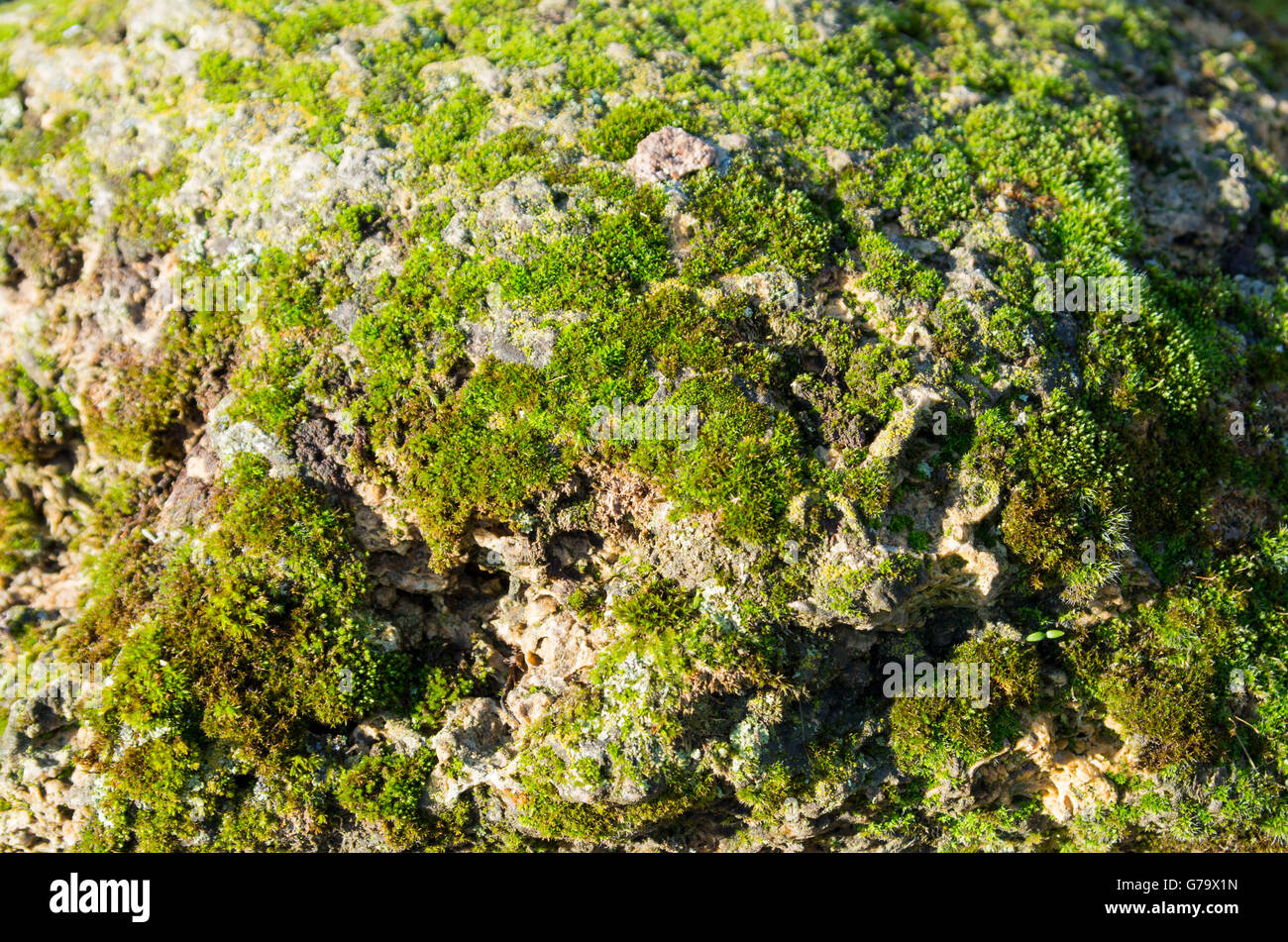 La surface de l'ancien pierres avec moss close-up dans le lumineux soleil d'automne pour l'utiliser comme arrière-plan. Focus sélectif. Banque D'Images