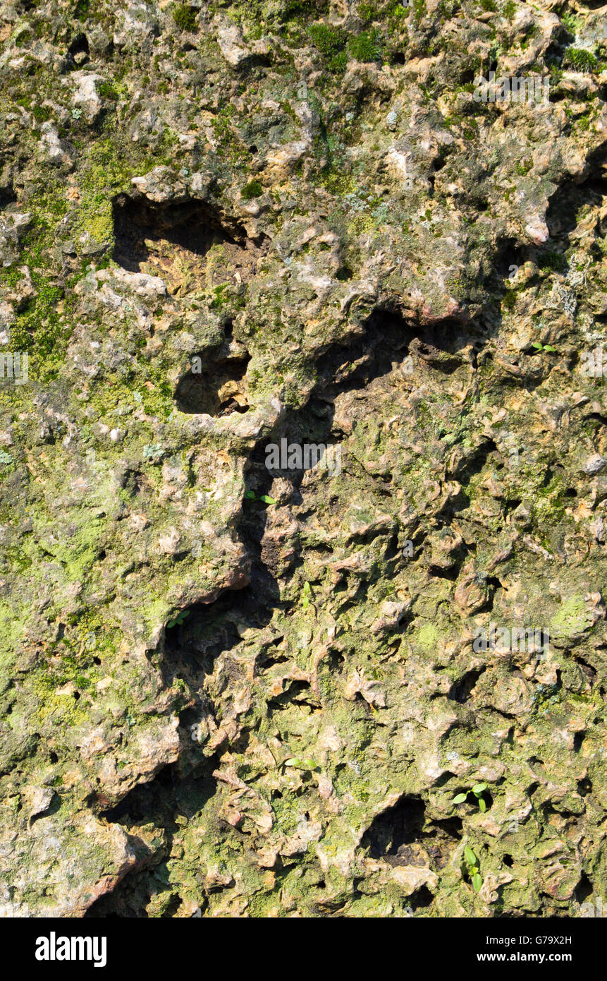 La surface de l'ancien pierres avec moss close-up dans le lumineux soleil d'automne pour l'utiliser comme arrière-plan. Focus sélectif. Banque D'Images