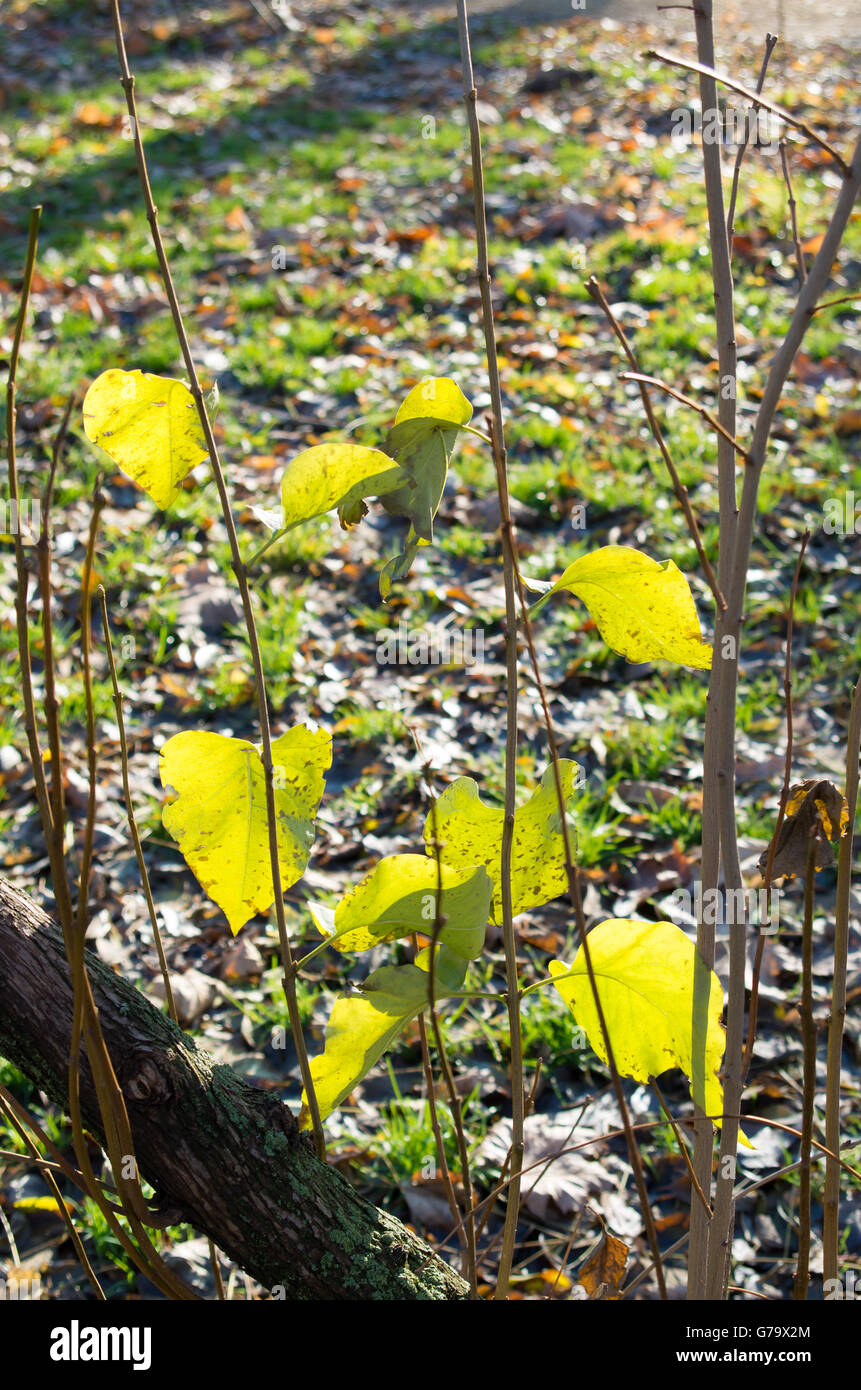 Certains automne feuilles vertes sur les jeunes pousses d'arbustes dans un parc de près. Banque D'Images