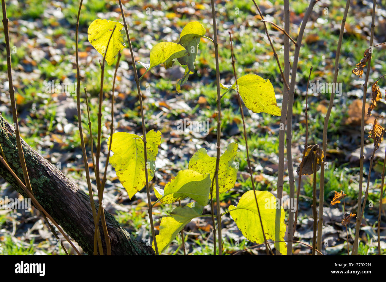 Certains automne feuilles vertes sur les jeunes pousses d'arbustes dans un parc de près. Banque D'Images