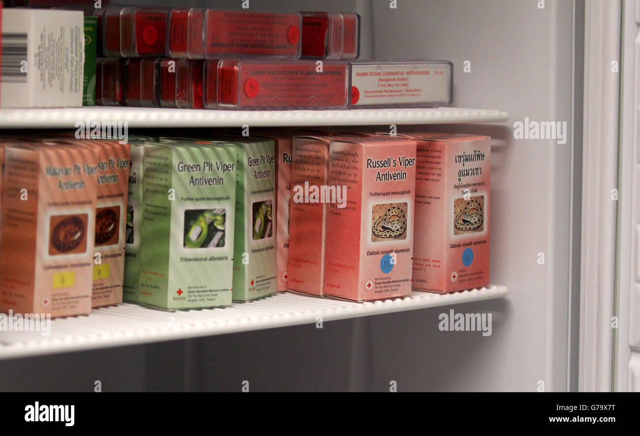 L'anti-venin est conservé dans un réfrigérateur à l'hôpital universitaire Royal Liverpool, à Liverpool. Banque D'Images