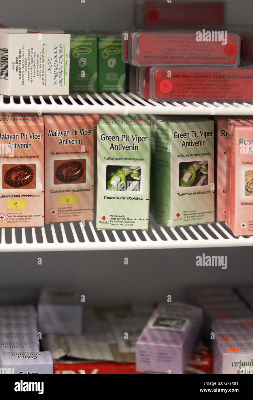 L'anti-venin est conservé dans un réfrigérateur à l'hôpital universitaire Royal Liverpool, à Liverpool. Banque D'Images