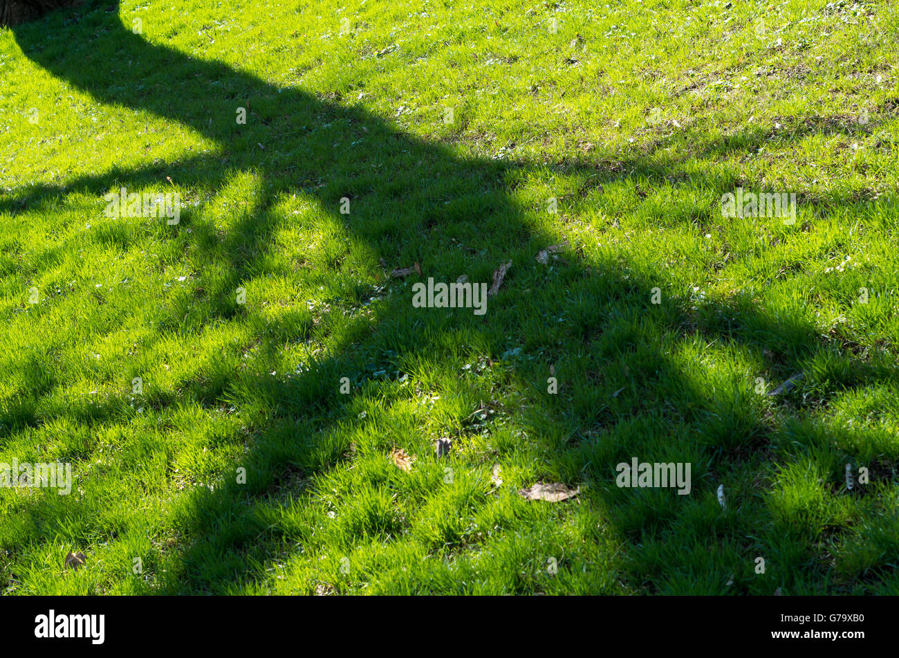 Ombre de l'arbre à l'herbe de printemps, qui est couvert avec les jeunes de l'herbe bien verte avec une faible profondeur de champ. Banque D'Images