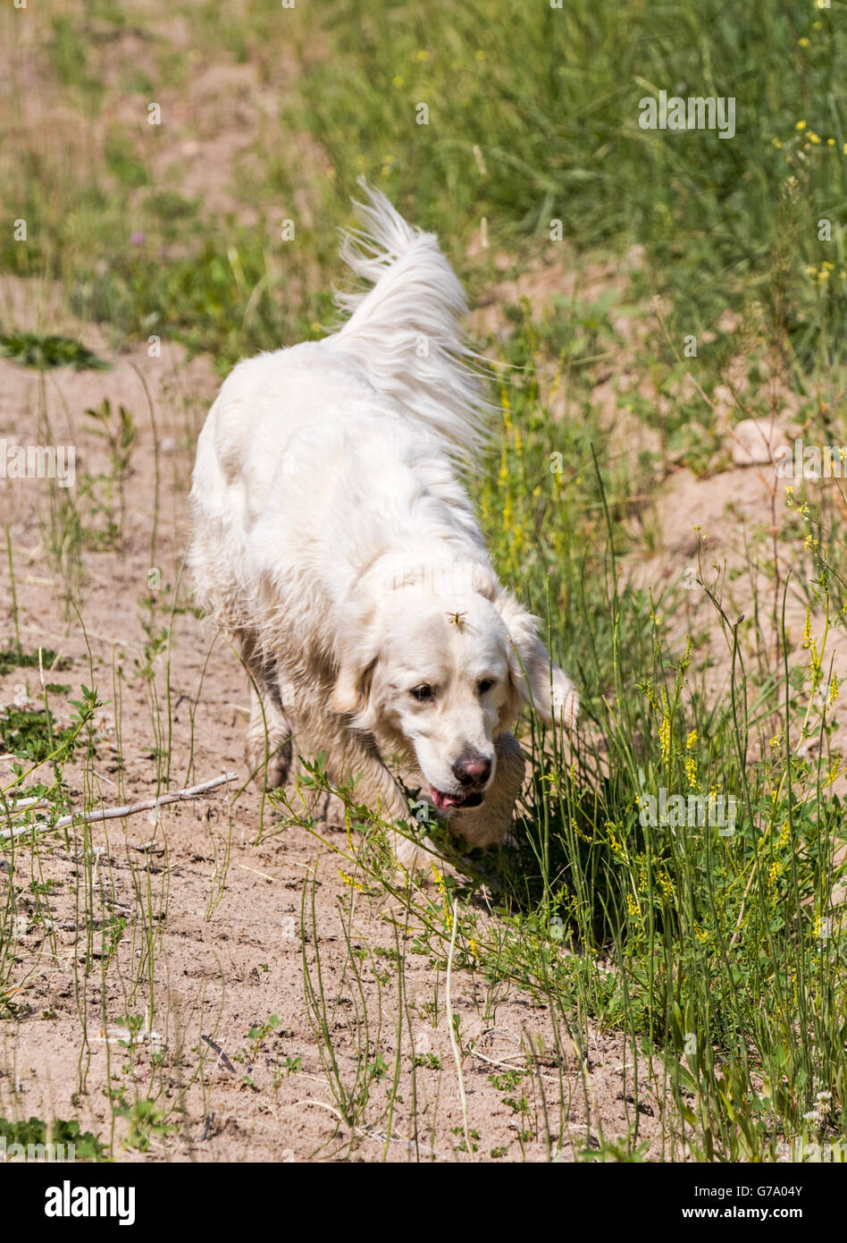 Bourdon sur la tête de chien Golden Retriever de couleur platine s'exécutant sur un ranch du Colorado, USA Banque D'Images