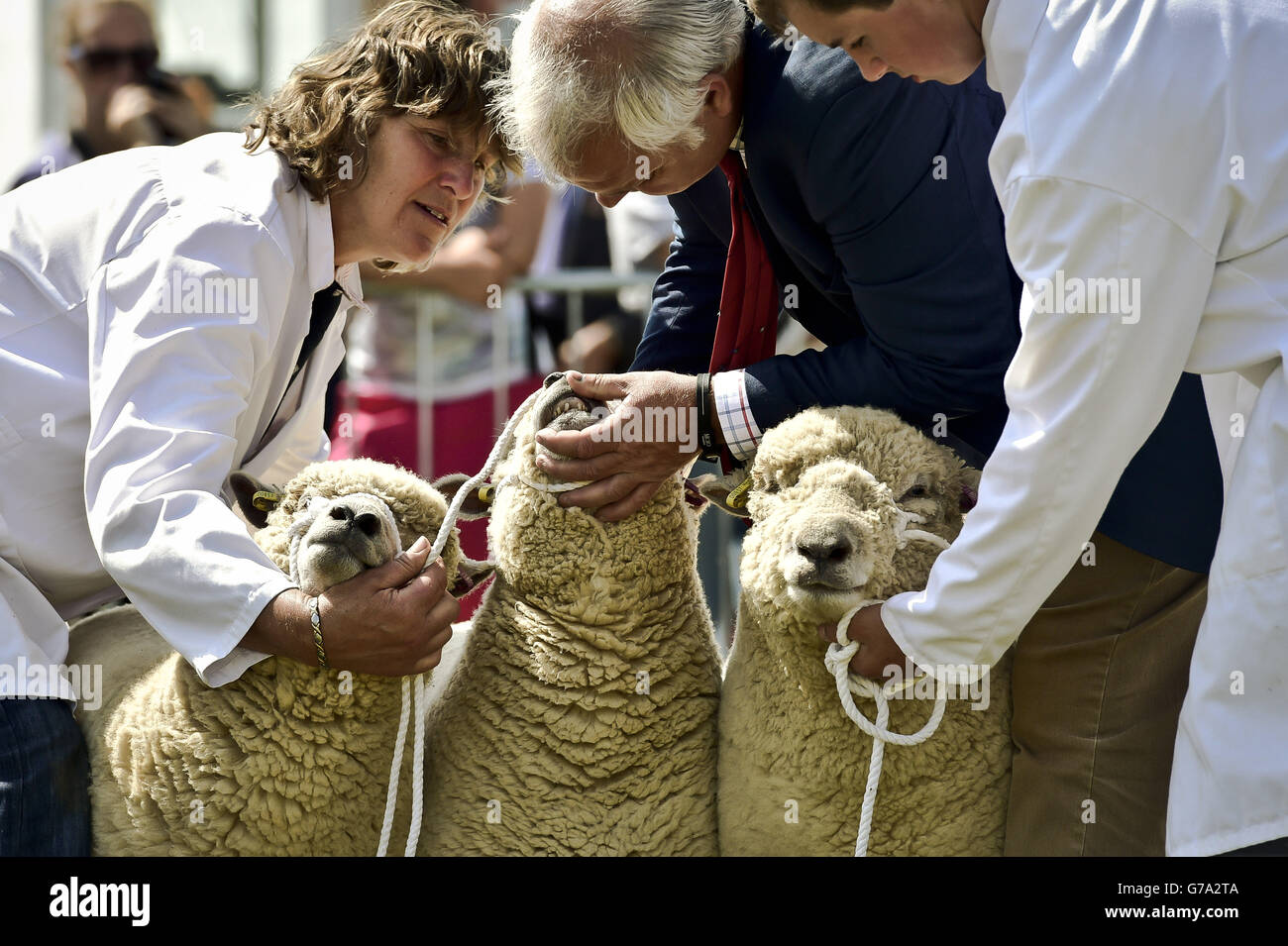 Les dents des moutons sont inspectées par le juge dans l'anneau de jugement du North Devon Show, près de Barnstaple. Banque D'Images