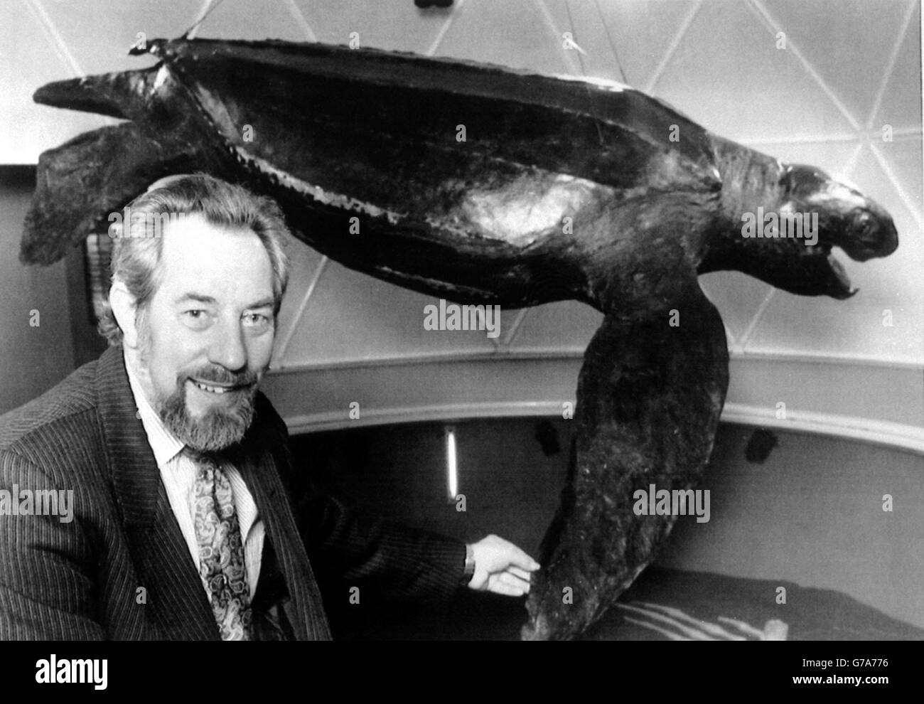 M. Peter Morgan, gardien de zoologie au Musée national du pays de Galles à Cardiff, avec Tommy la tortue comme la tortue luth, a fait ses débuts en public sur terre sèche après avoir parcouru les océans pendant jusqu'à 100 ans.Les experts du musée ont passé 17 mois à préparer soigneusement la tortue pour l'exposition depuis qu'il a été lavé à Harlech, dans le nord du pays de Galles, la victime décédée de lignes de pêche.De plus de 9 pieds de long, il pèse presque une tonne. Banque D'Images