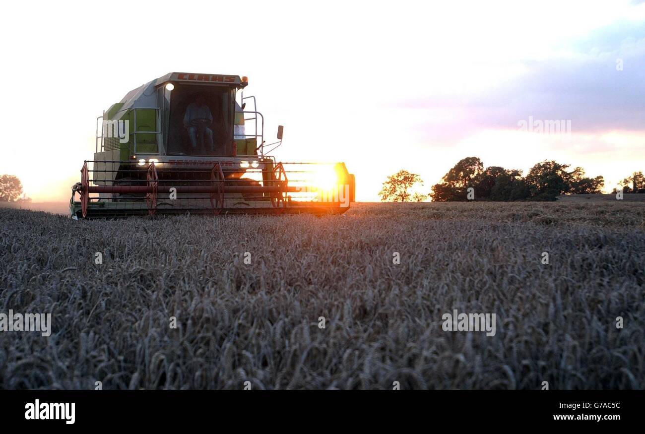 Ian Poultney récolte du blé tendre fin de soirée à North Nibley près de Dursley, dans le Gloucestershire, où il exploite son frère Martin. Le Syndicat national des agriculteurs a dit que les agriculteurs espèrent que la rupture par mauvais temps durera suffisamment longtemps pour qu'ils puissent récupérer la récolte de cette année. À cette époque l'année dernière, après 25 jours de soleil, la récolte était en cours. Cette année, après ce qui a été le mois d'août le plus humide depuis près de 50 ans, seule la moitié de la récolte a été récoltée et certains agriculteurs ont déjà dû abandonner de grandes quantités de cultures en raison de pluies torrentielles. Banque D'Images