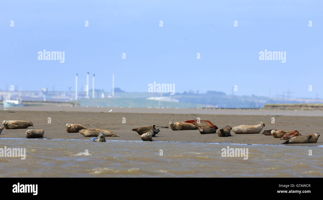 Une vue générale des phoques communs et gris sur la côte du Kent, tandis que la Zoological Society of London combine des relevés terrestres, maritimes et aériens pour avoir une idée claire de la population des phoques de la Tamise et de leur aire de répartition, contribuant ainsi à déterminer les meilleurs efforts de conservation à l'avenir. Banque D'Images