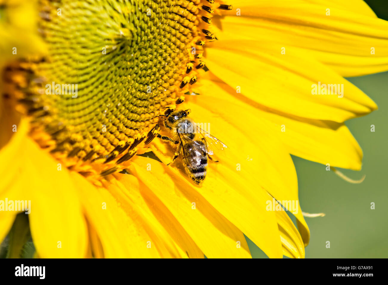 Une abeille sur le tournesol sous les feux du soleil, close-up Banque D'Images